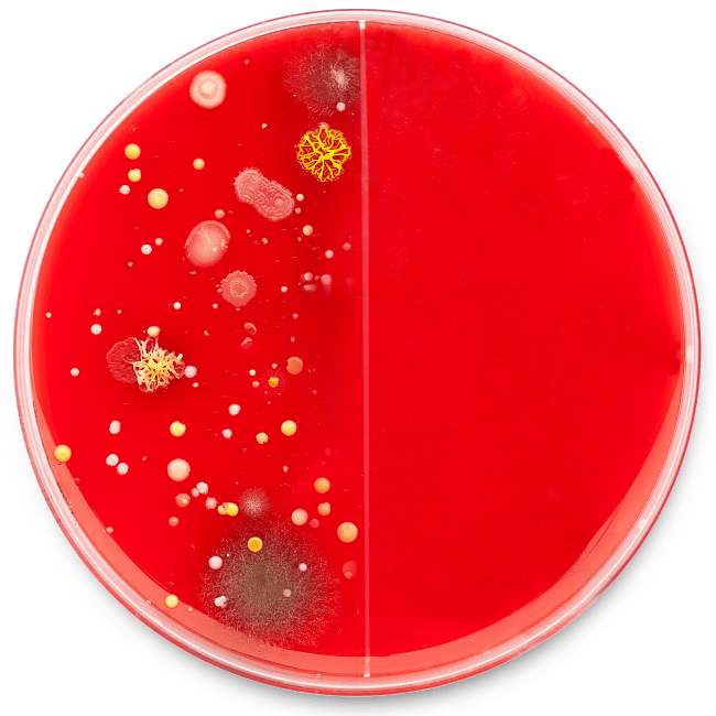 bacteriaBeforeAfter